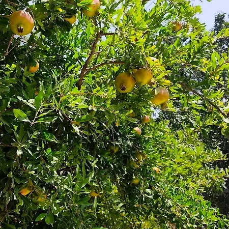 Dc Family & Garden - Traditional *